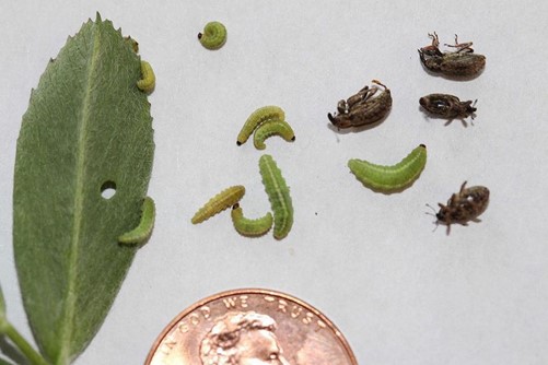 leaf eaten by weevils, several weevils and penny to show size