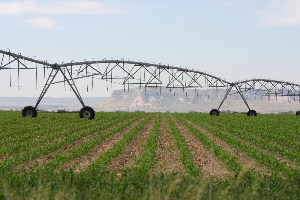 Irrigated Crop