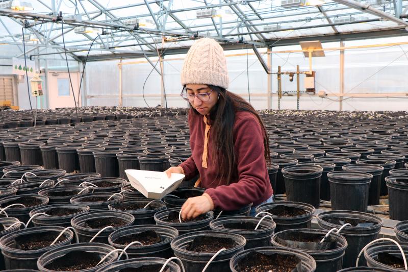 Woman undergraduate student plants beans in greenhouse.