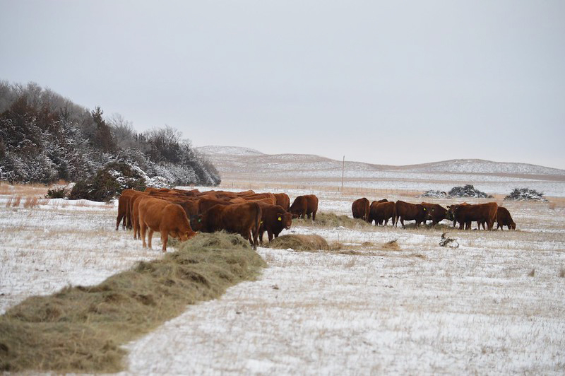 cattle on range eating hay