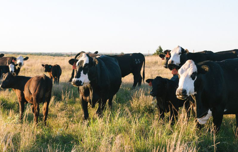 Cows and calves in grassland