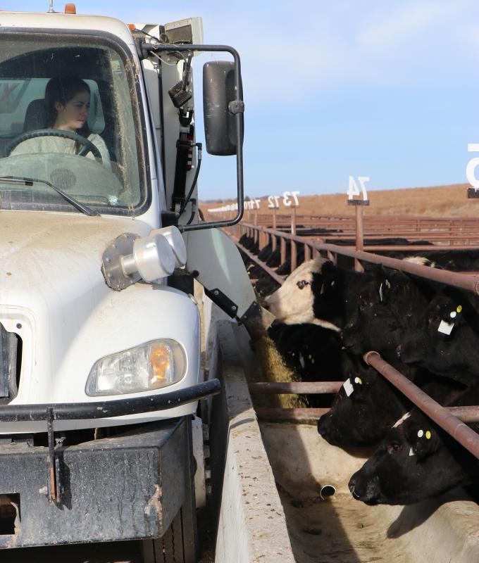 Cattle fed rations by truck at feedlot