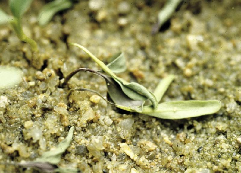 Creating a Soil Disease Index for Nebraska Sugar Beet