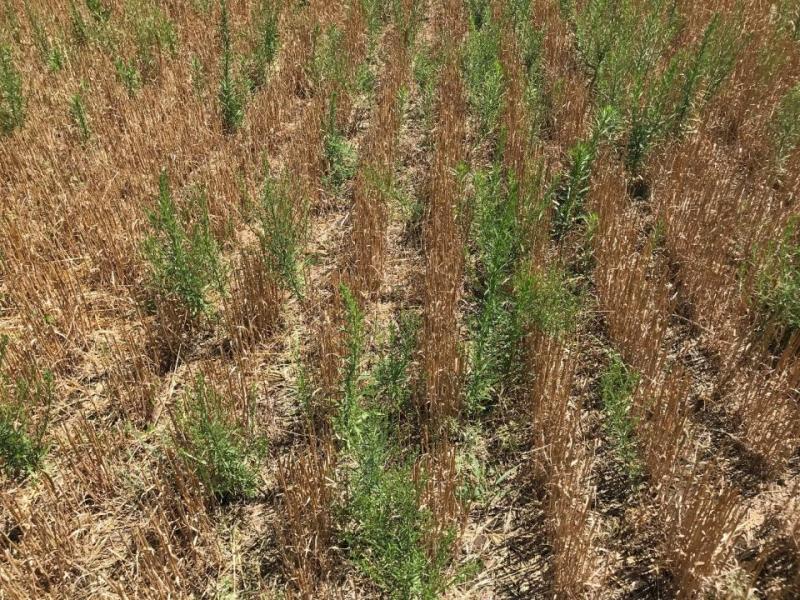 Looking Back on the 2019 Wheat Crop in Western Nebraska