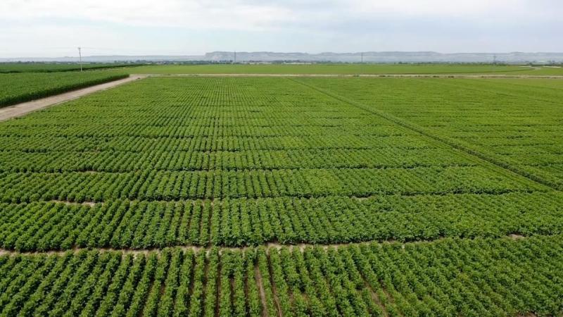 2020 Nebraska Dry Edible Bean Trial Results Released