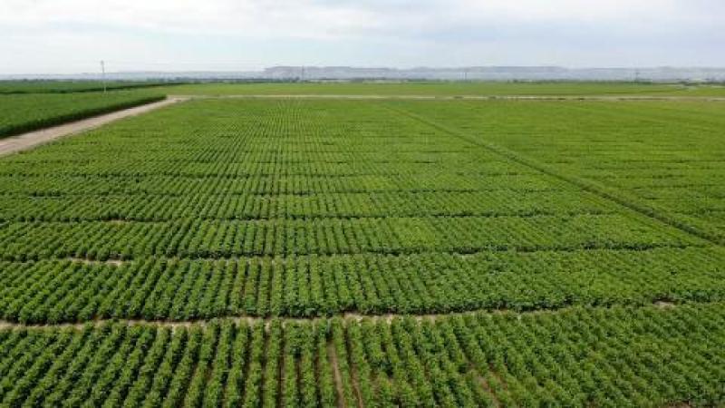 UNL Field Pea Variety Trial Field Days Scheduled for June 20-22 in Alliance, Grant, Sidney 