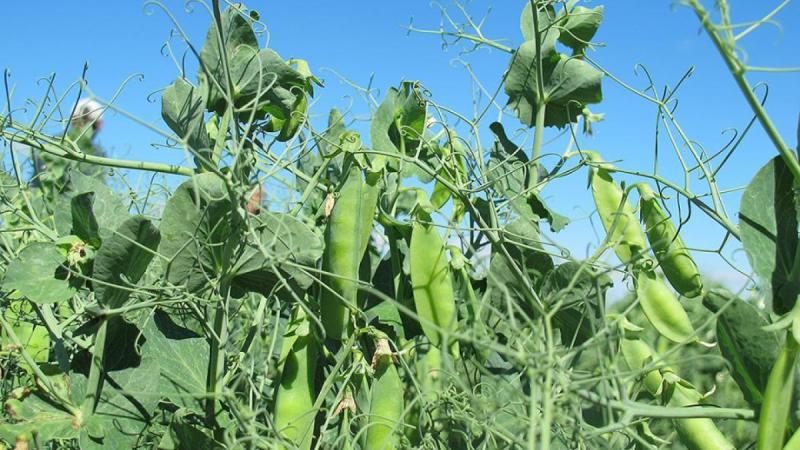 UNL Field Pea Variety Trial Field Days Scheduled for June 20-22 in Grant and Sidney
