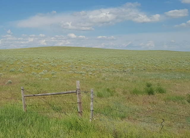 Management Decisions Impact Wheat Stem Sawfly Populations