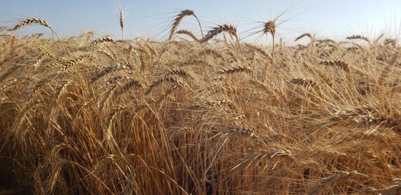 UNL-TAPS Expanding To Include Winter Wheat Competition in the Panhandle