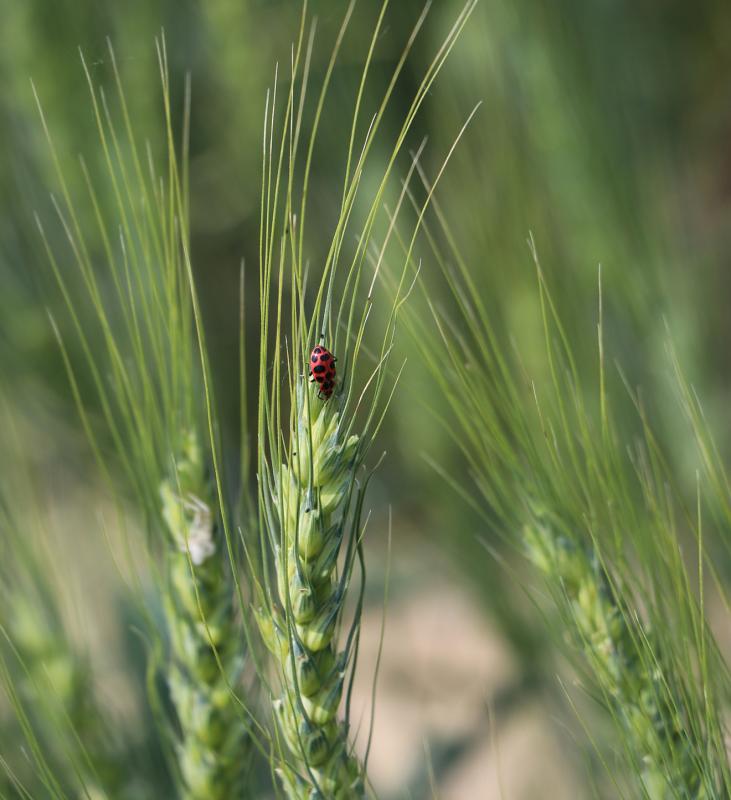 Spotted ladybug sits on wheat plant