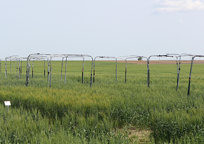 metal frames in green wheat field