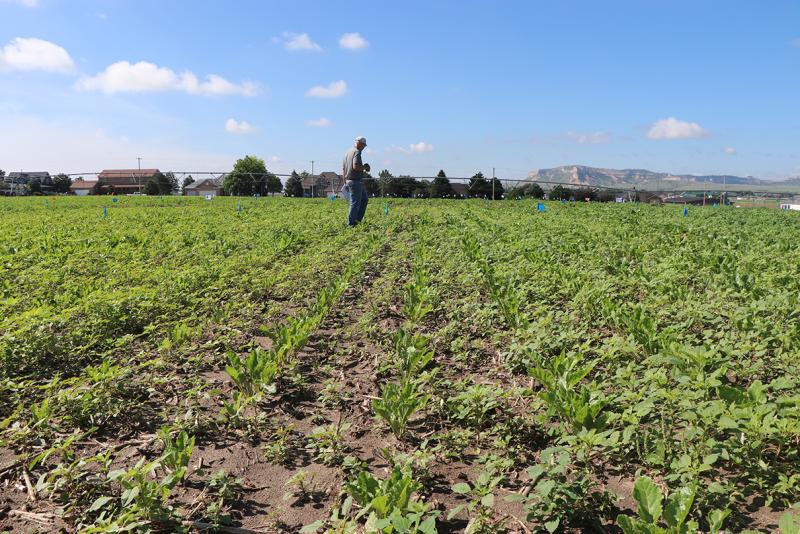 man walks sugar beet field filled with weeds 