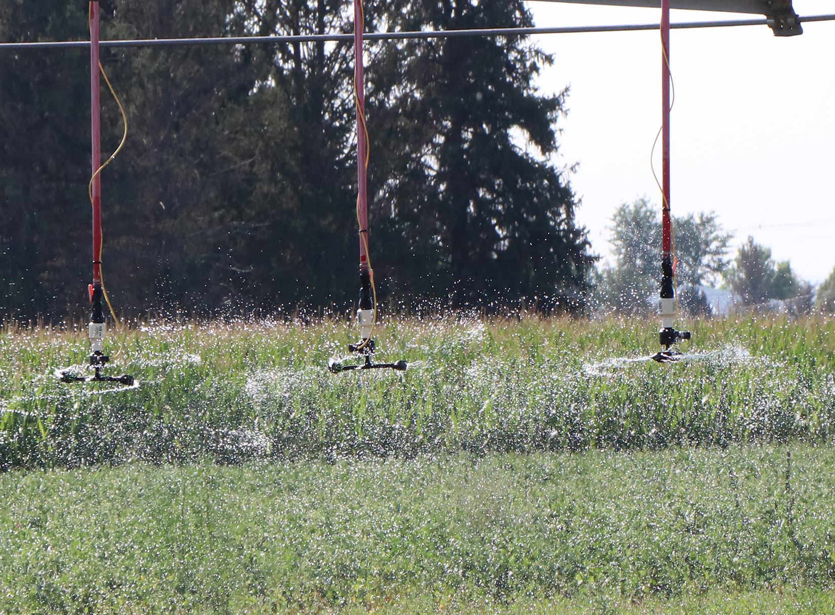 irrigation pivot delivering water to field