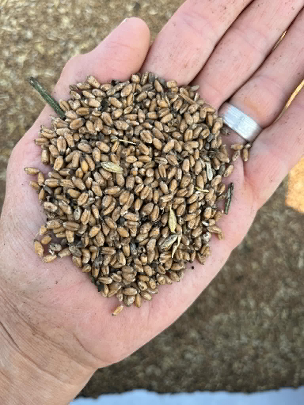 hand holding diseased wheat seed in palm