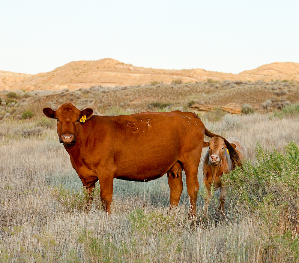 cow with calf in pasture