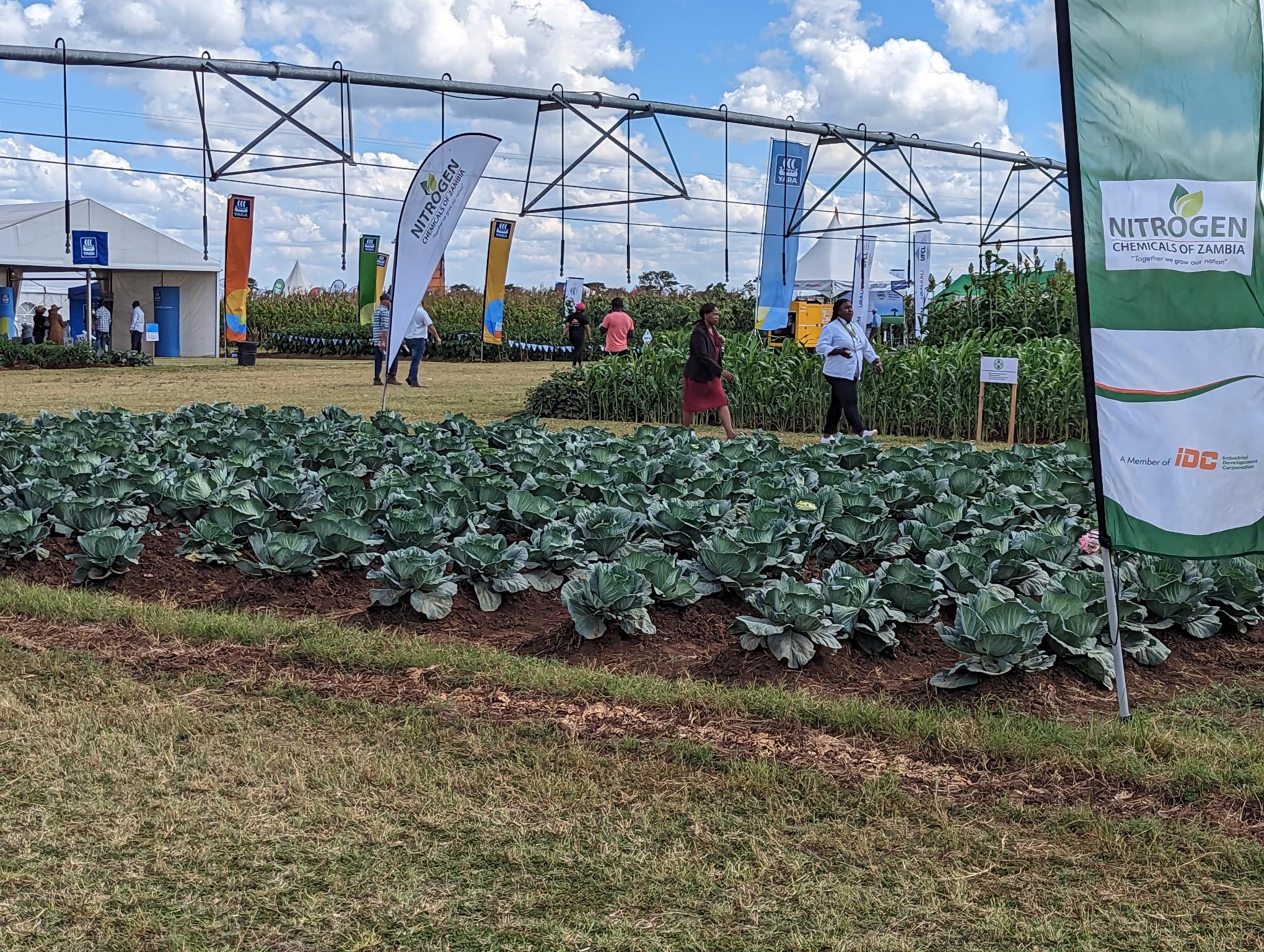 field day with people and cabbages