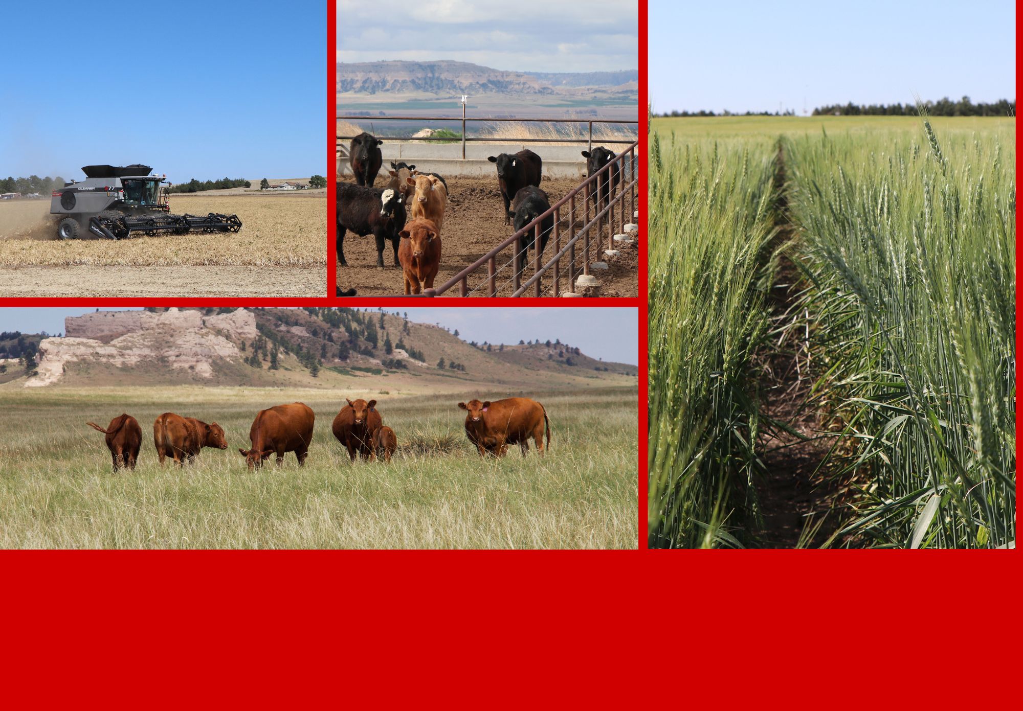 collage of cattle, combine, wheat