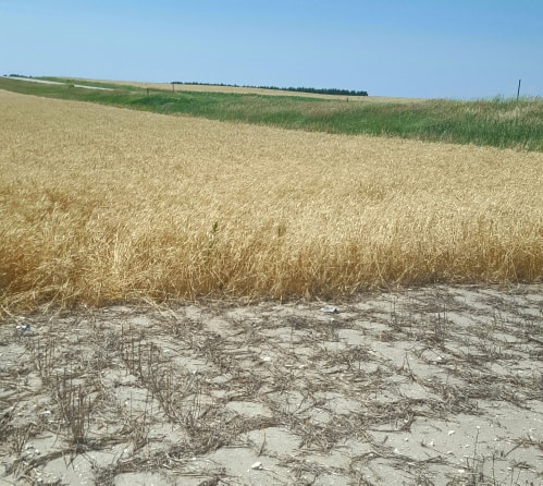 wheat field