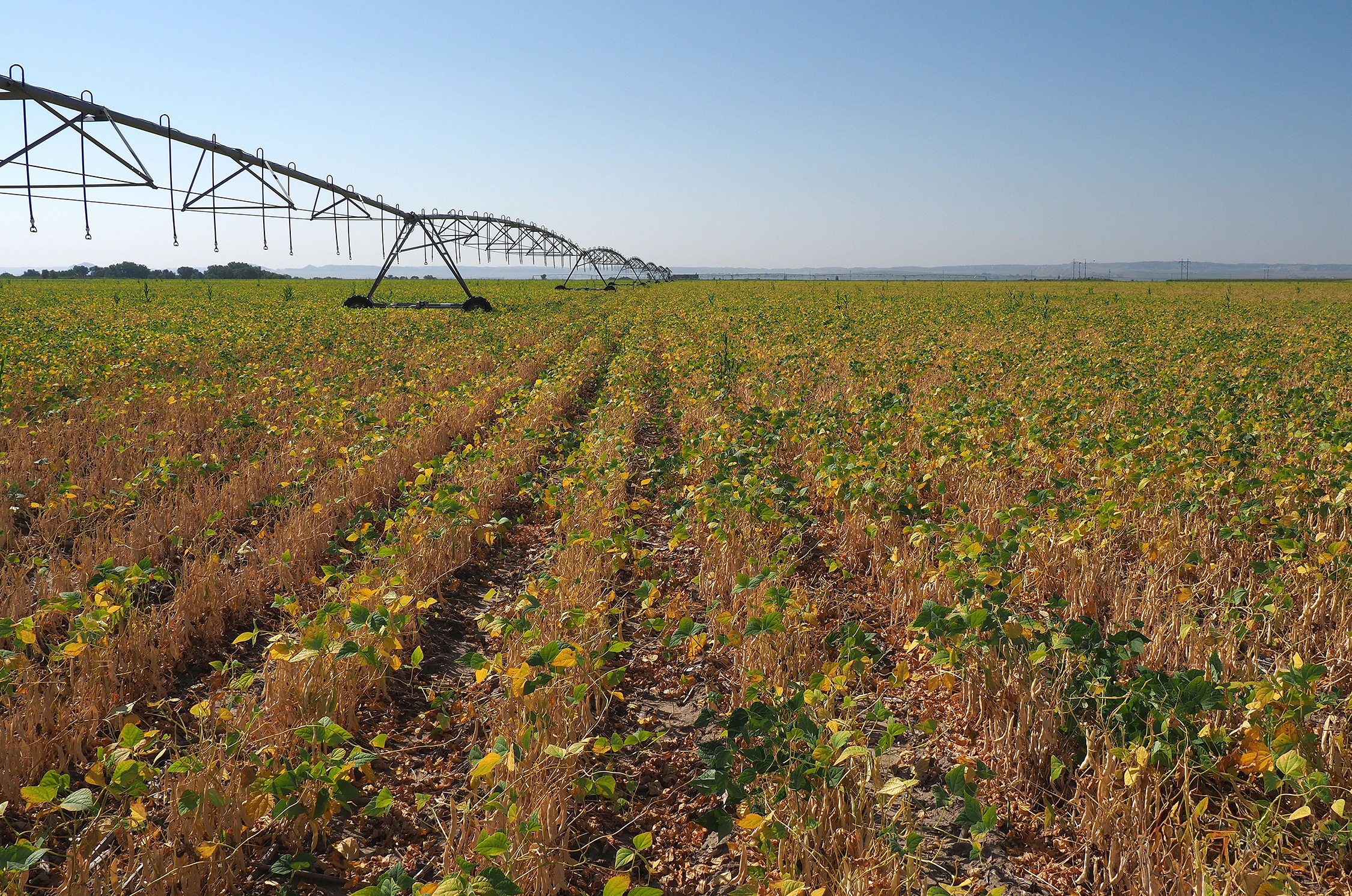 pivot stands out in dry bean field