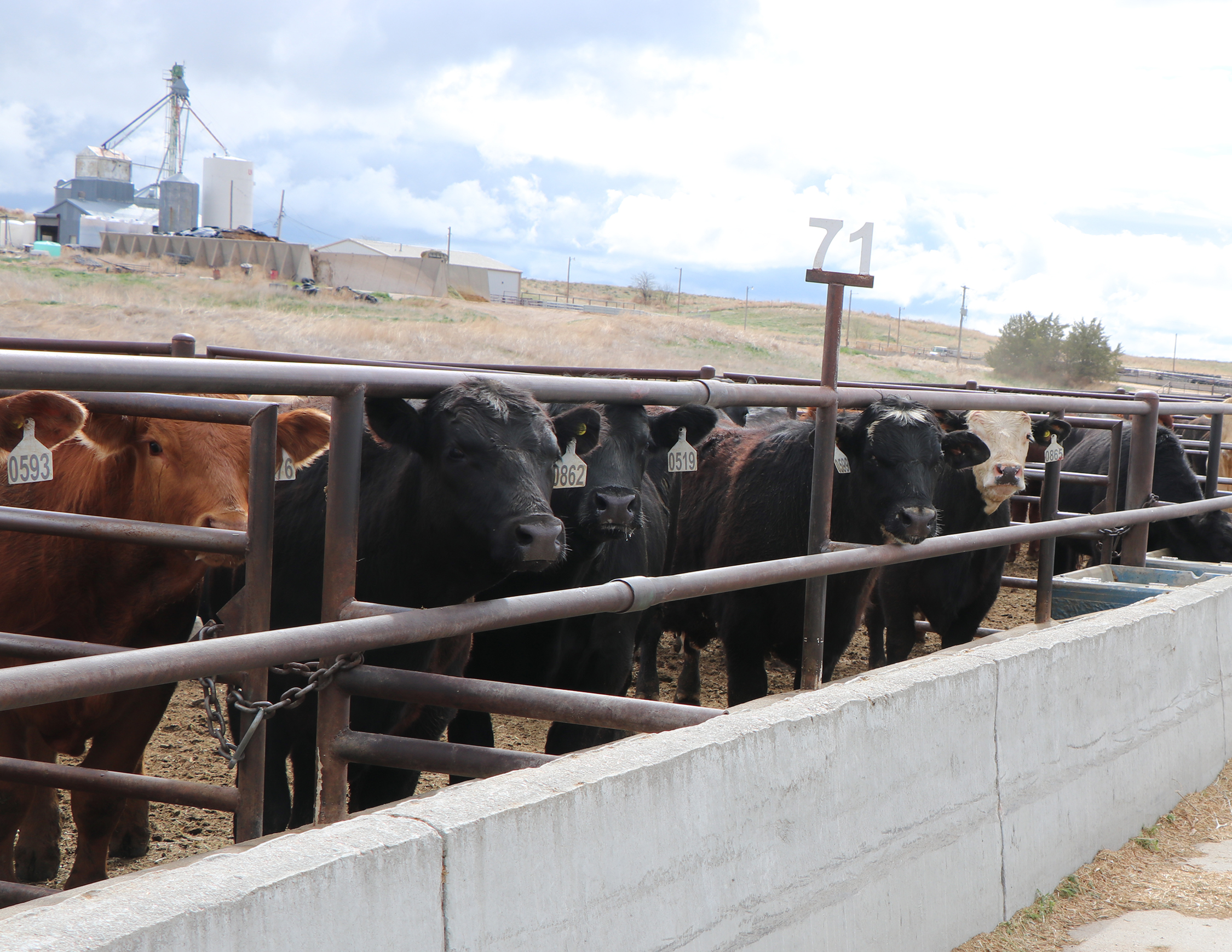 cattle at feedlot bunk