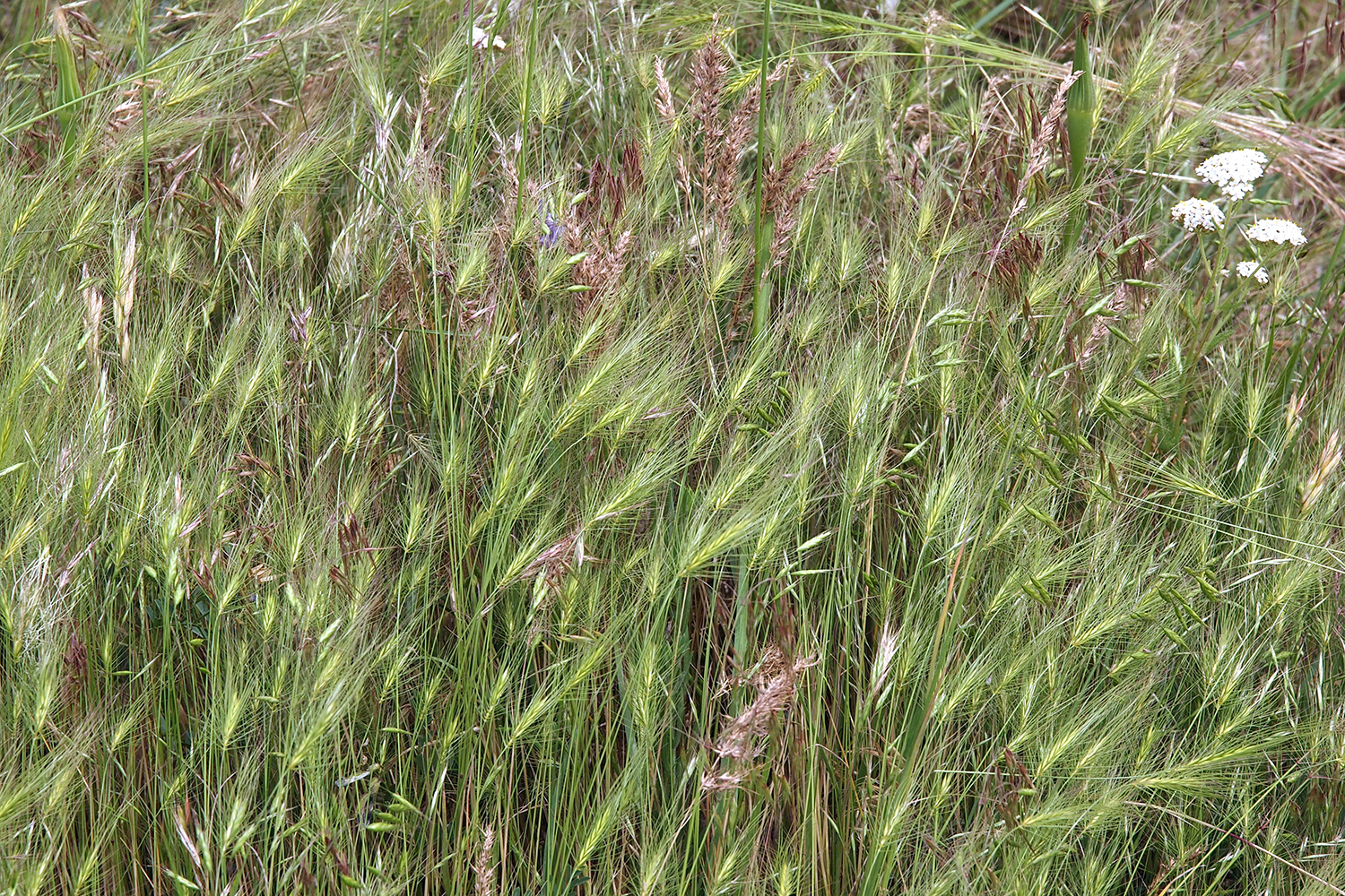 Tall green grass with thin blades and small wildflower clusters in a natural setting.