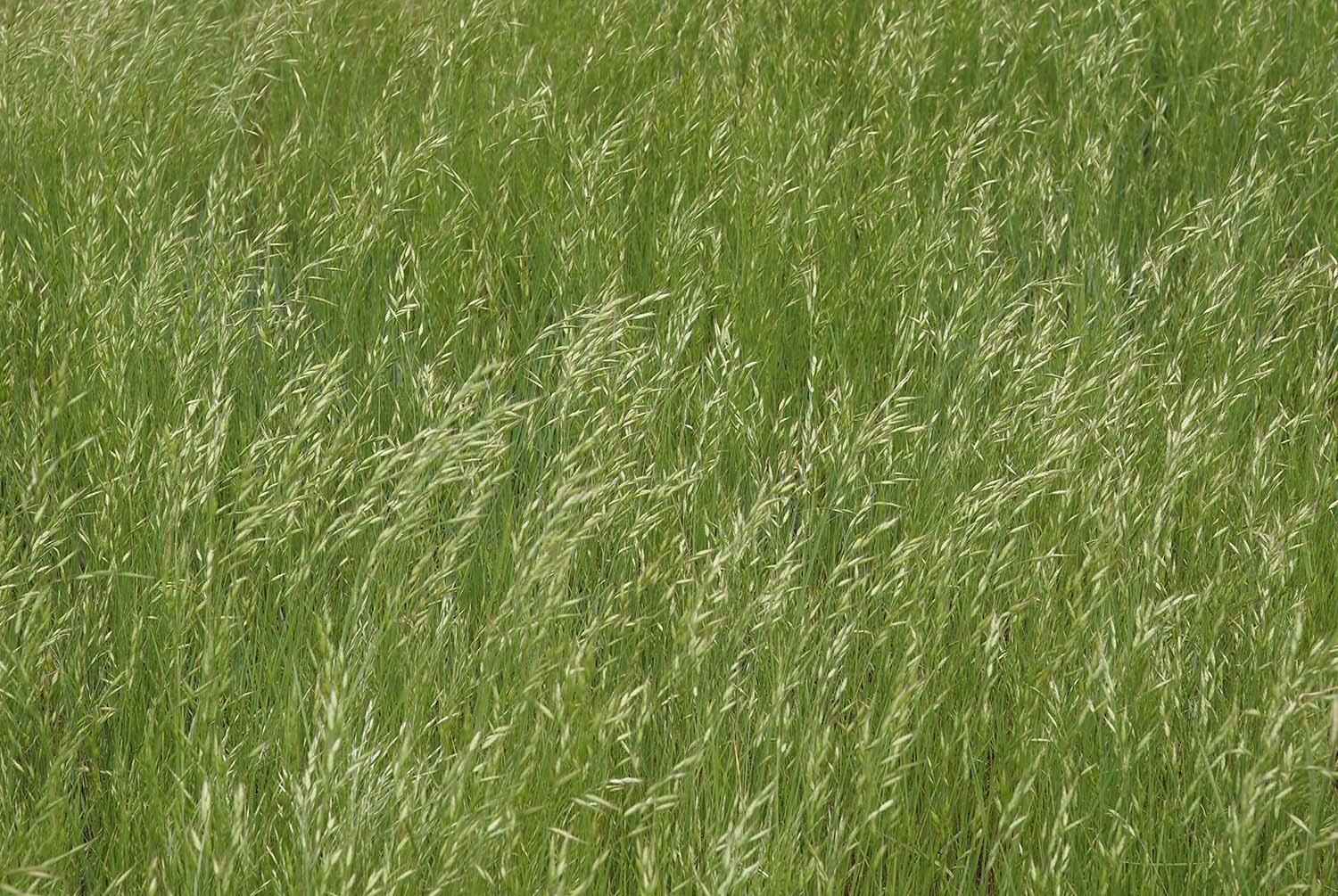 Tall green grass swaying in the wind.