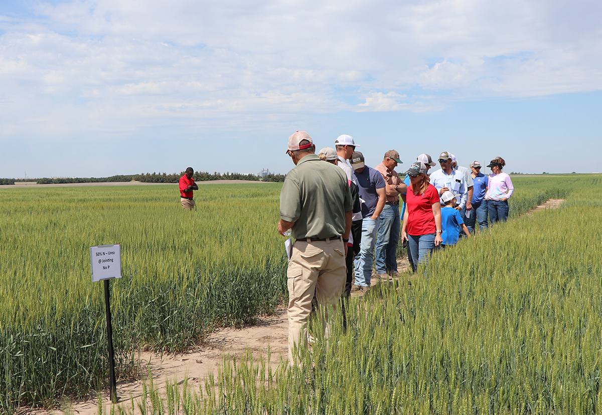a crowd gathers at edge of wheat field