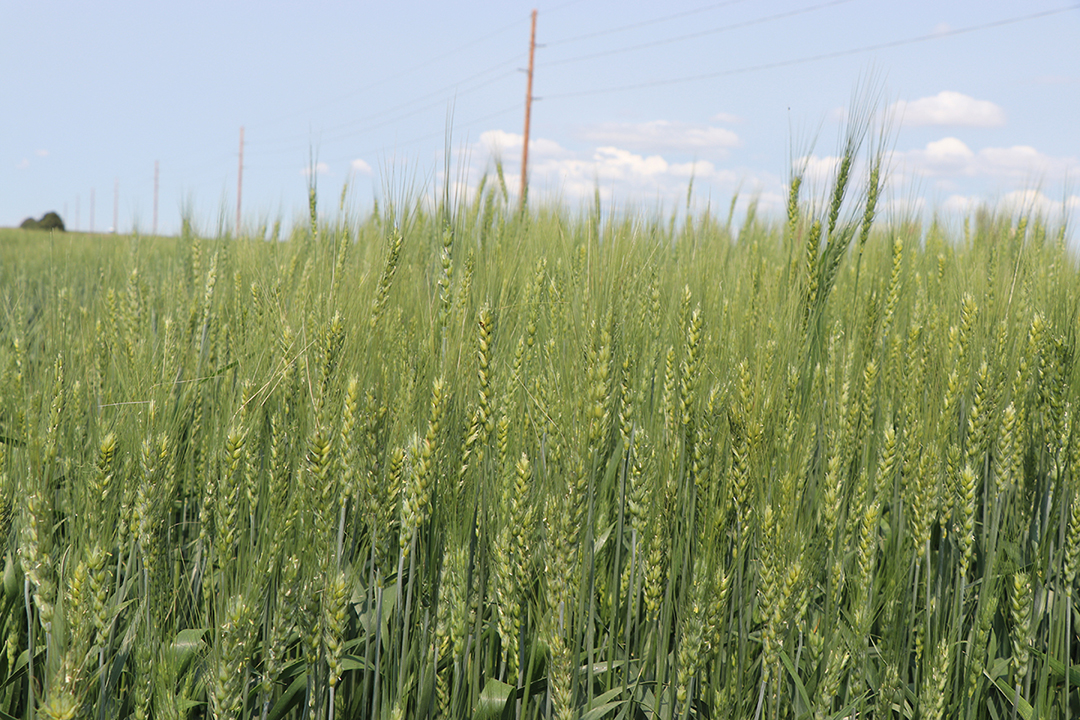 green wheat field