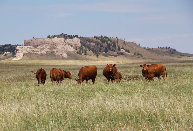 cattle on rangeland