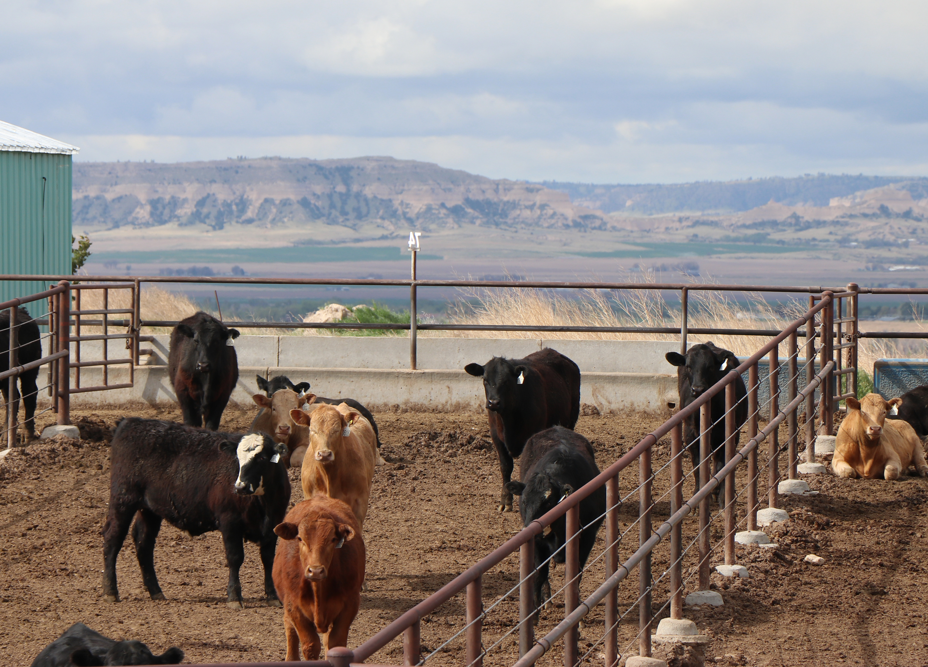 cattle in feedlot