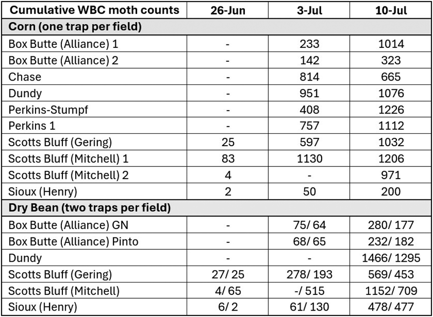 Cumulative WBC moth counts table for corn and dry bean fields from June 26 to July 10.
