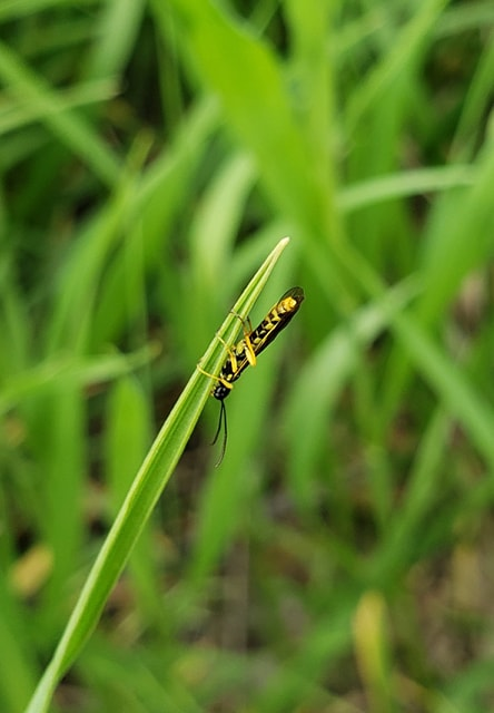 insect on wheat