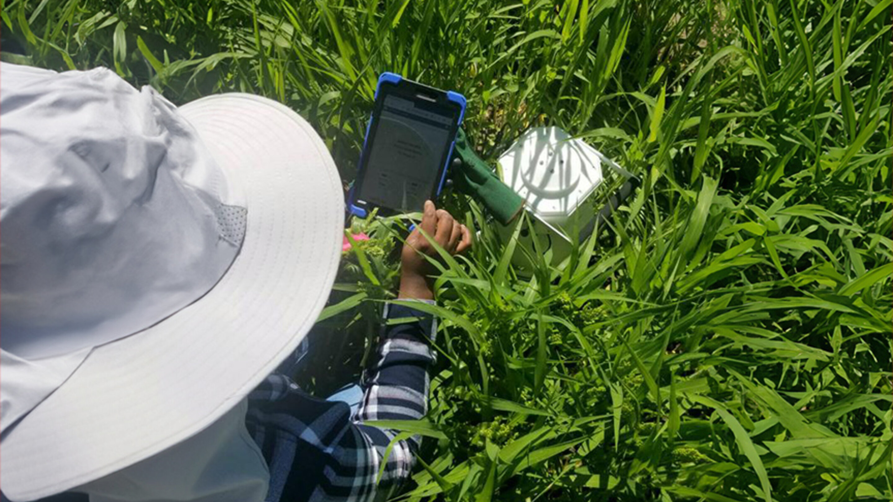 Millets for a Sustainable Future | Panhandle Research Extension and ...