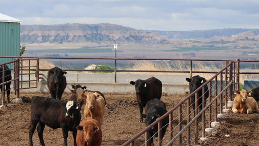 cattle in feedlot