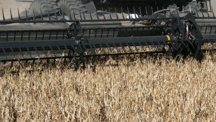 combine cuts dry beans for harvest