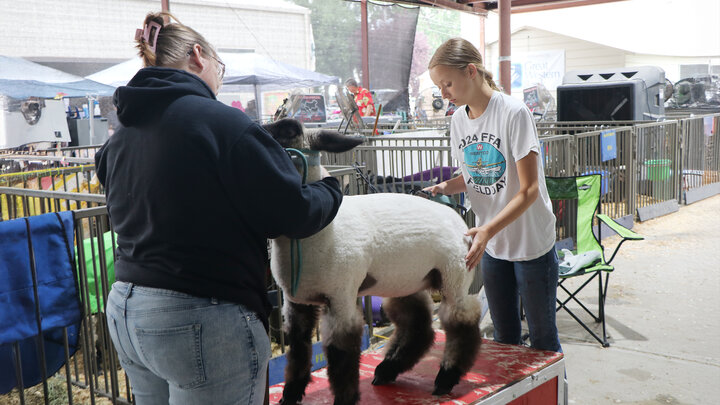 girl with swine at sheep