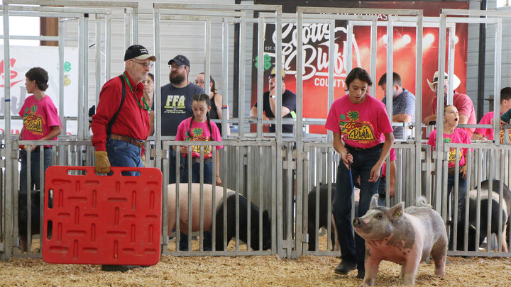 youth shows pig at fair