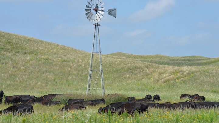 cattle grazing under windmill