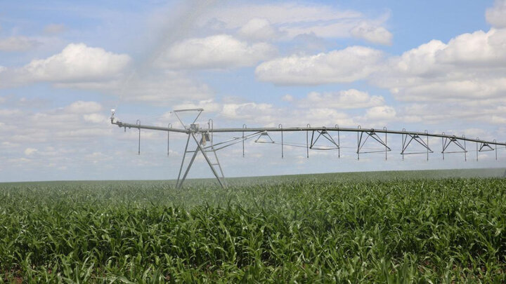 pivot irrigation of wheat field