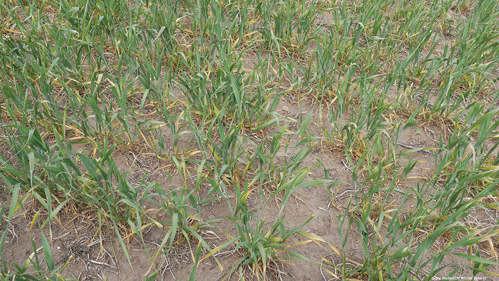 Sparse green crops growing in dry soil.