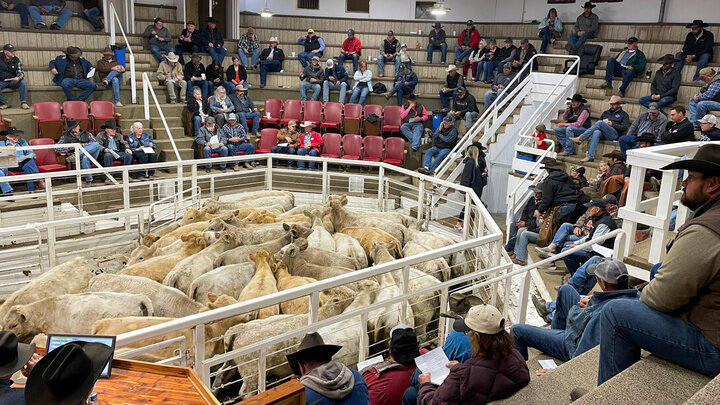 cattle in arena pen with ranchers sitting around arena at livestock sale