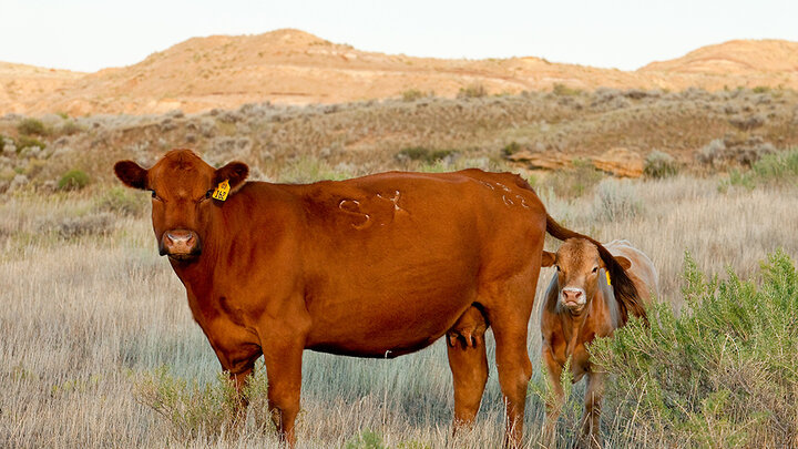 cow with calf in pasture