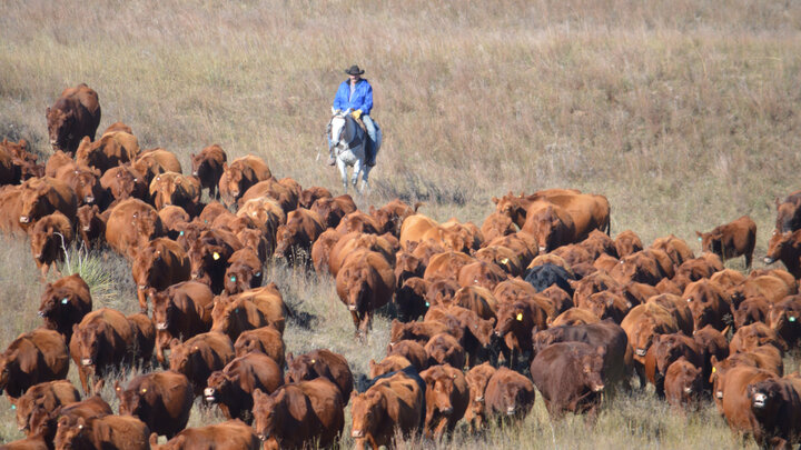 red cows and cowboy in rangeland