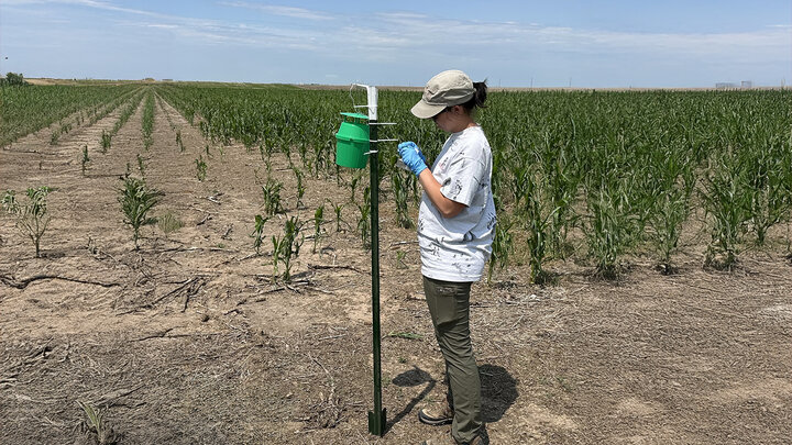 women checks green bucket for insects
