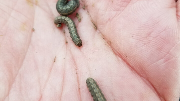 army cutworms in hand