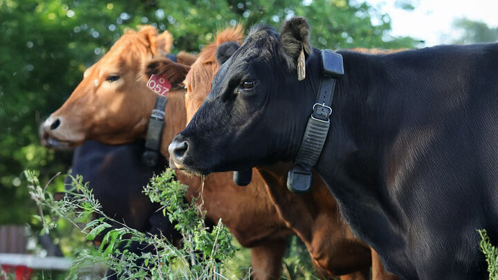cattle with collars