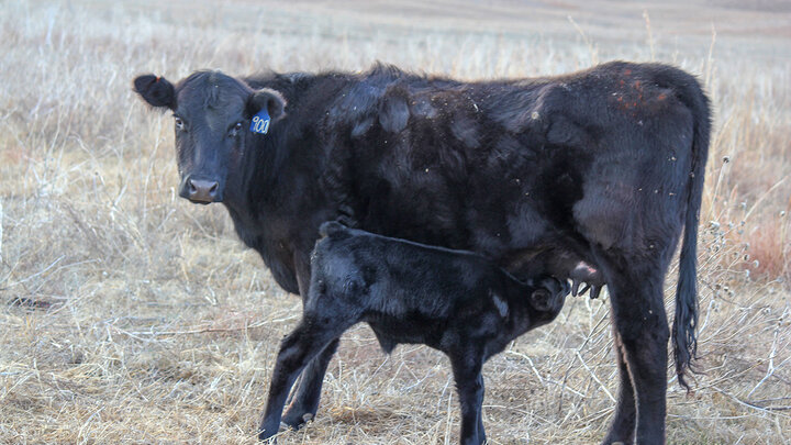 cow and calf