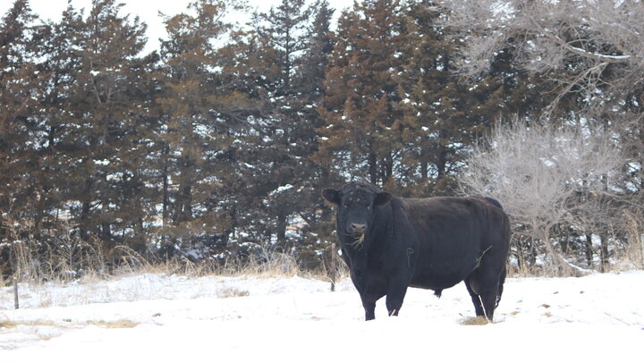 bull in snow with pines in background