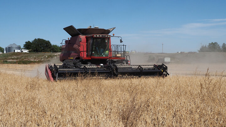 Red combine harvester cutting golden dry beans in a sunny field with distant farm buildings.