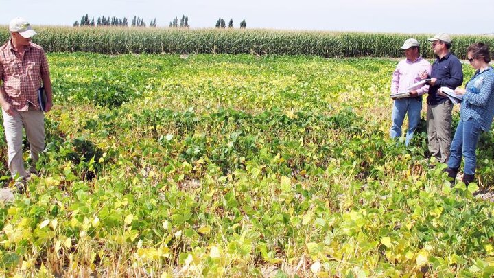 people stand in dry bean field